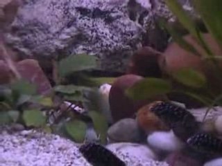 Duboisi yavruları-bykan