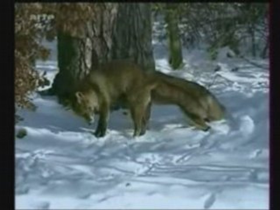 Les renards et l'hiver