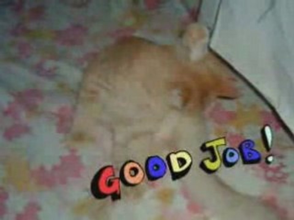 KOOL KAT SIMBA MONTAGE