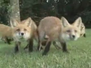 Les petits renards