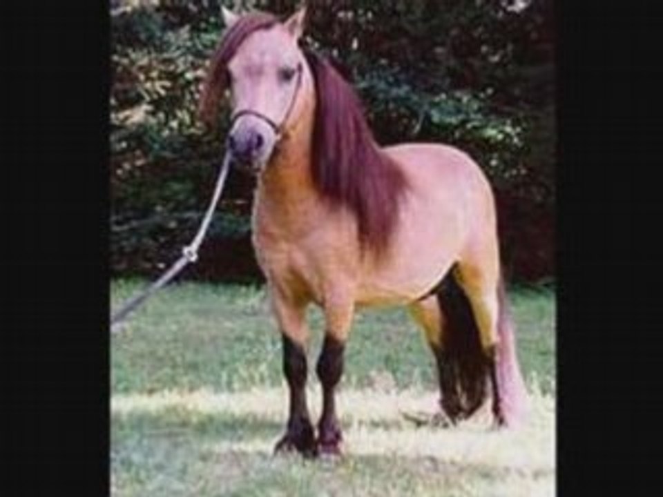 Le cheval (un ange sur terre)