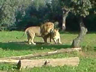 lions  aux zoo
