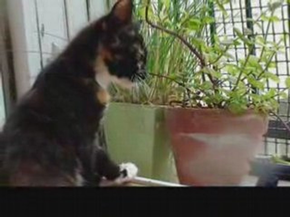 fraï mon chaton