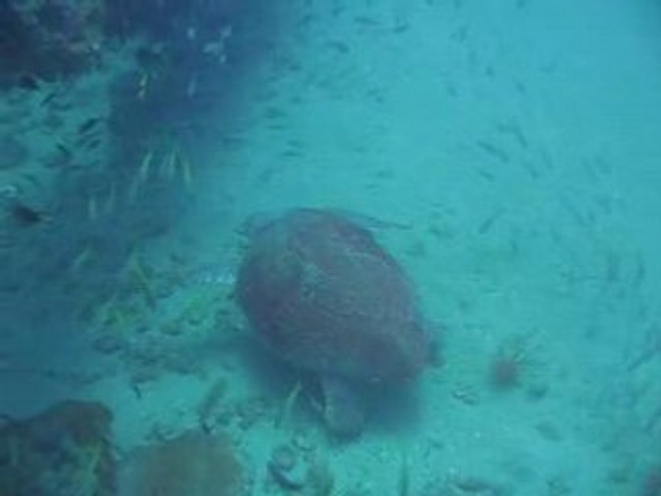 Loggerhead turtle