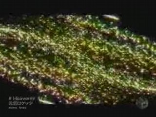 Genki Rockets Heavenly Star