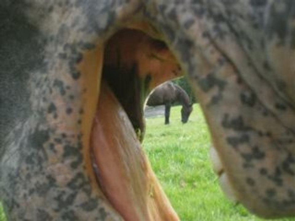 Juments appaloosa au pré