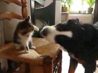 chaton bouvier bernois