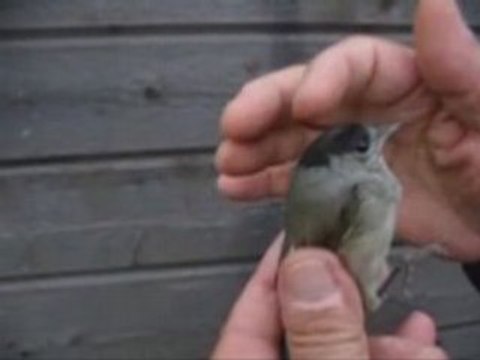 Baguage d'une Fauvette à tête noire - Sylvia atricapilla.