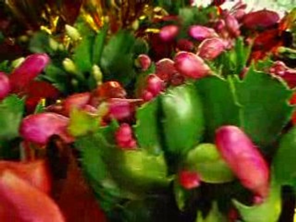 Christmas cactus - Schlumbergera