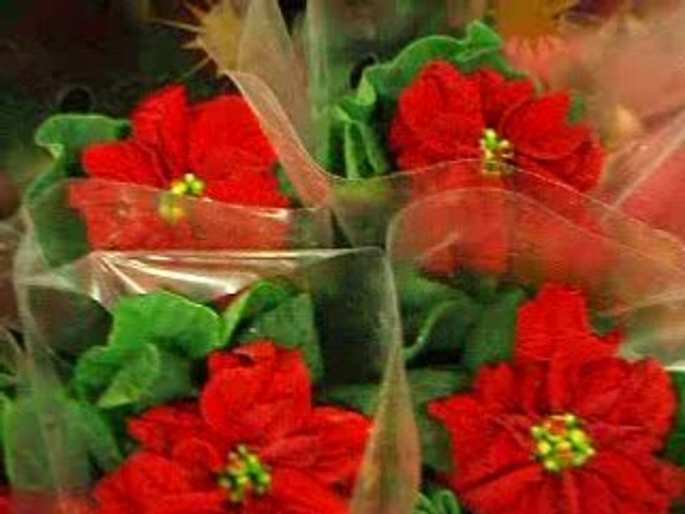 Pointsecia, christmas star