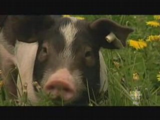 Doc (1sur3) Monsanto