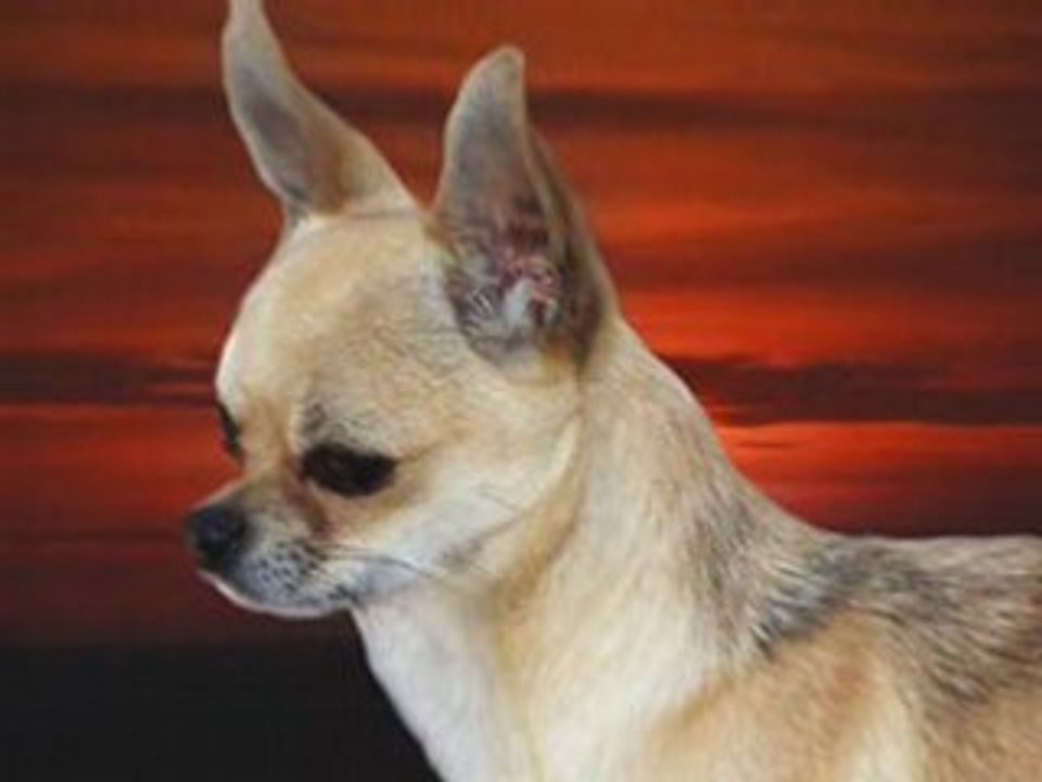 Chihuahuas / CHIHUAHUEÑOS Mexicanos Criadero MONT ROUGE