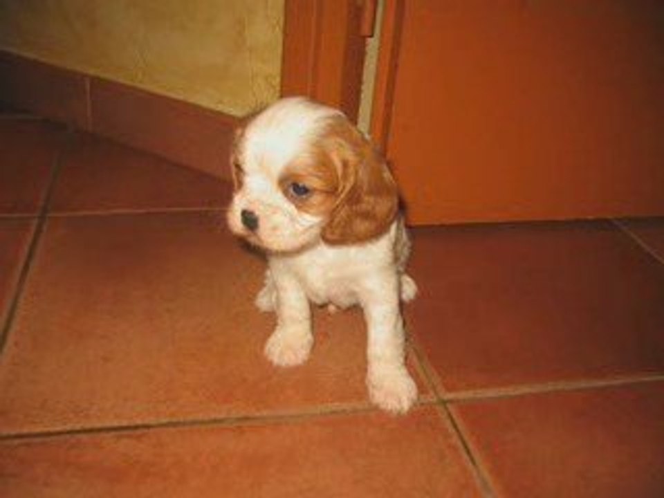cavalier Kings Charles