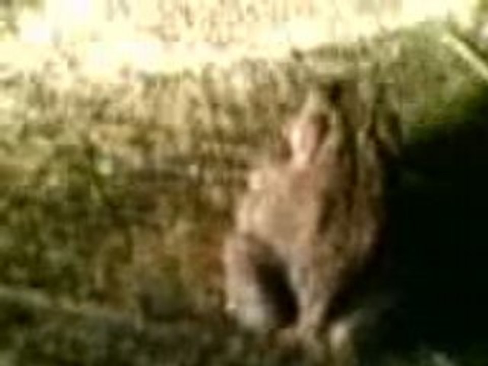 Crapaud commun