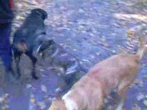 petite promenade dans les bois