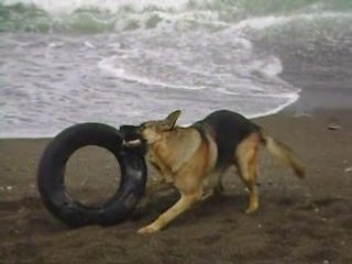 Les Attaques De Berger Allemand -YORCK de Deux Moulins-