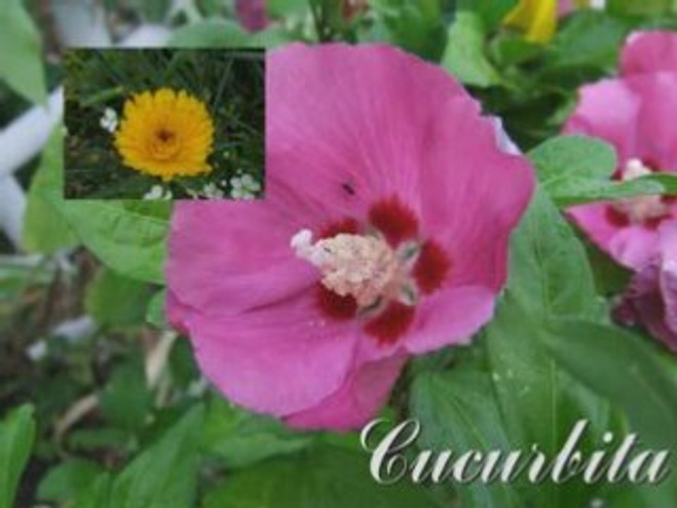 Diapo fleurs de mon jardin