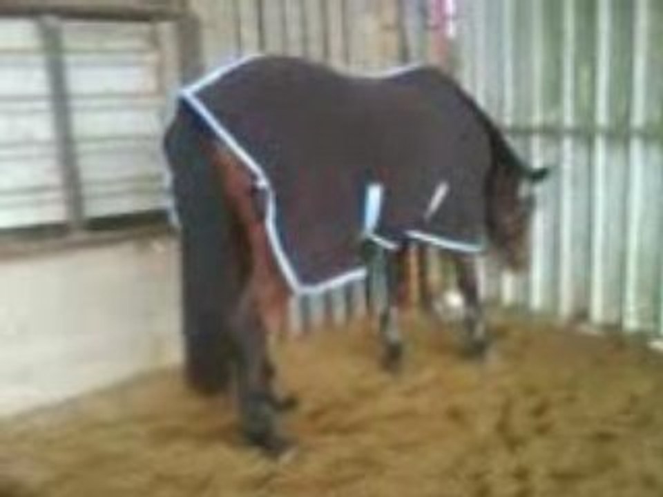 MAGICA MANEGE NOVEMBRE 2008