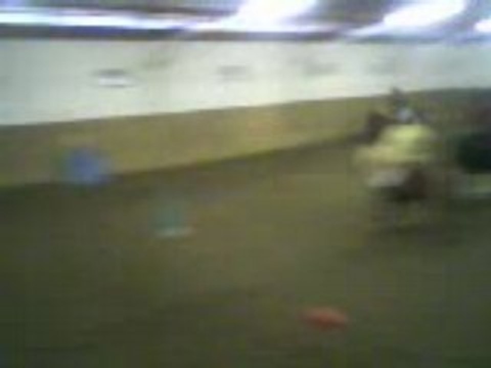 Galop