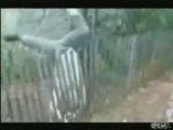 Hilariously Awful Fence Jump