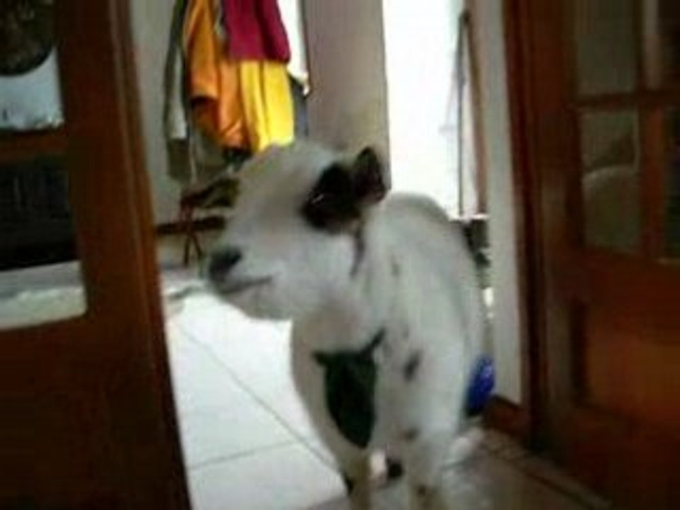 Ploum-ploum la chèvre