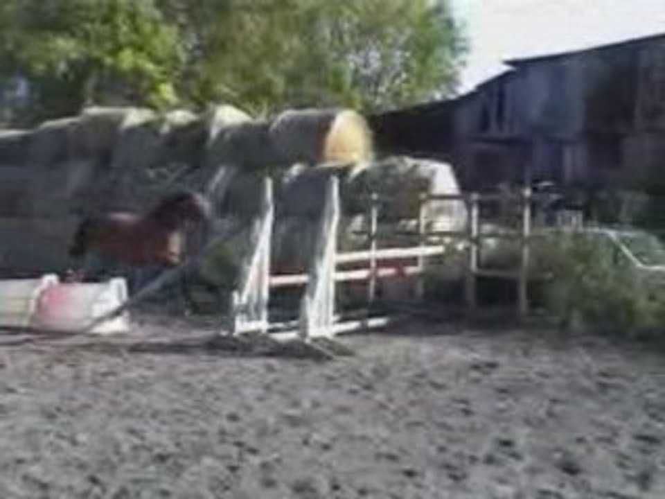 Cheval_Pascal, renoir