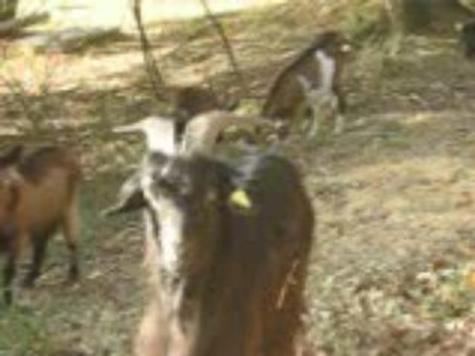 Animaux6 433