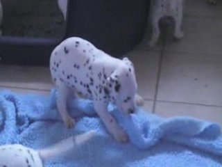 LES CHIOTS DE MARINE : 30 JOURS