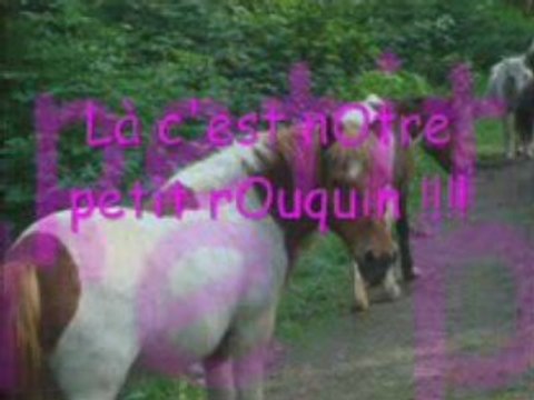 Quelques chevaux é pOneys de mOn club !!!