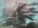 Fish Cleaning a Hippo