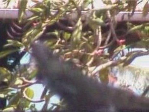 20081008 - Iles du Salut