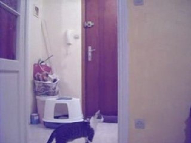 Le Chat Qui Bondit Video Dailymotion