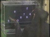 Chimp Outsmarts Humans