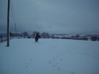 Galop dans la neige
