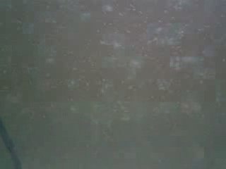 Large artemia(A.Alicanoğlu)