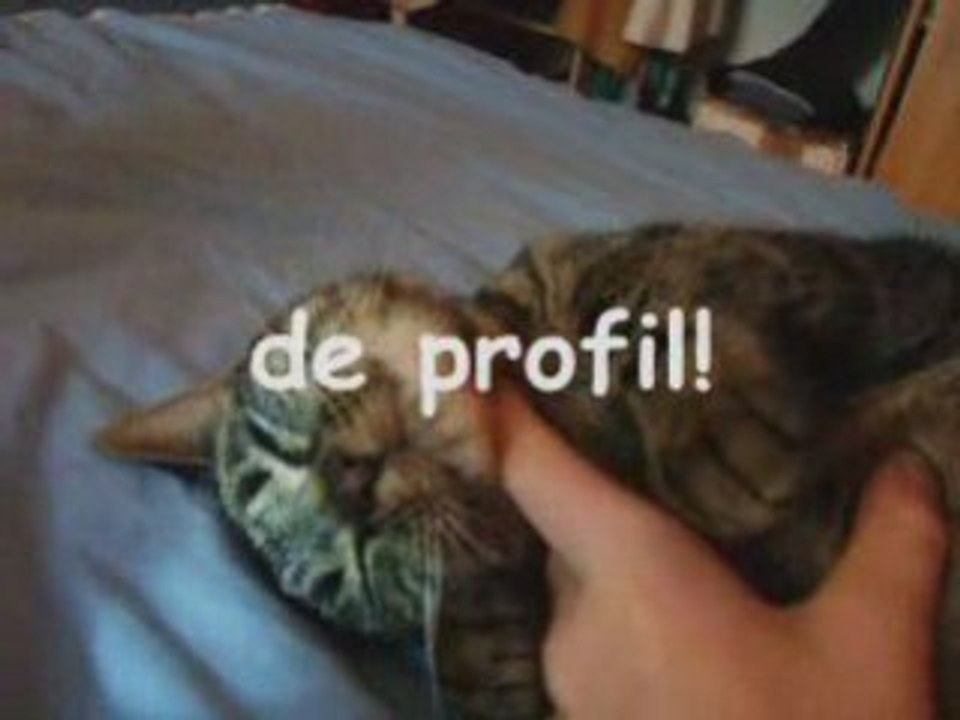 une vie de chat