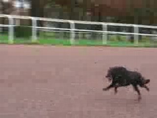 Nantes : chien hippodrome Petit-Port