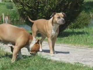 Amstaff Madinina Forever