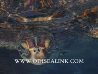 DR JONATHAN REED - HAROLD CHACON - BLOOD ANALYSIST pt13