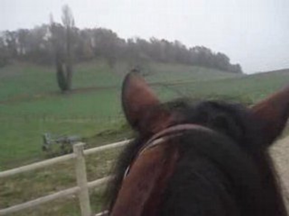 Travail au galop