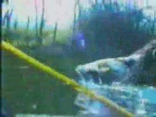 Rapport de gibier chase canard chien d'eau