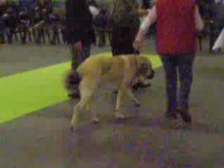 2008 nov 14 courtrai allures camélia