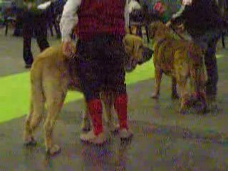 2008 nov 14 courtrai BOB