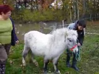 Poney Germains 1