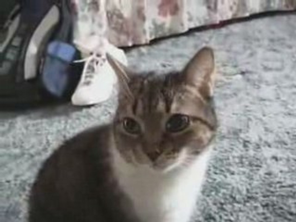 Cat Thoughts