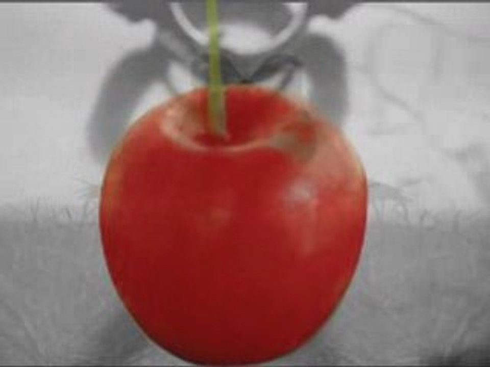 Le temps des Cerises, Noir Désir