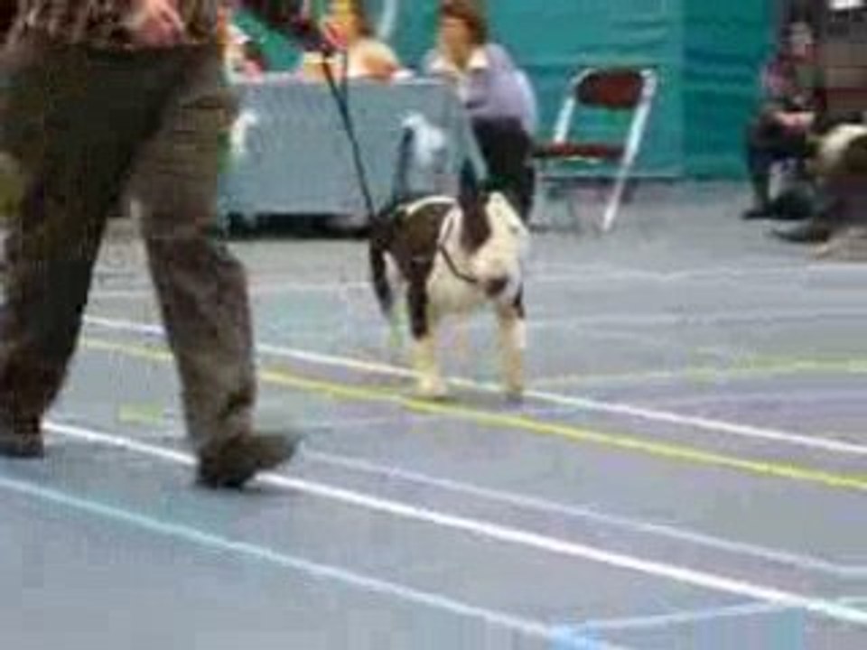 DUTCH TROPHY SHOW 2008(4)