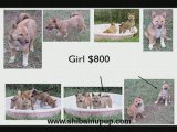 Shiba Puppies - Florida Shiba Inu