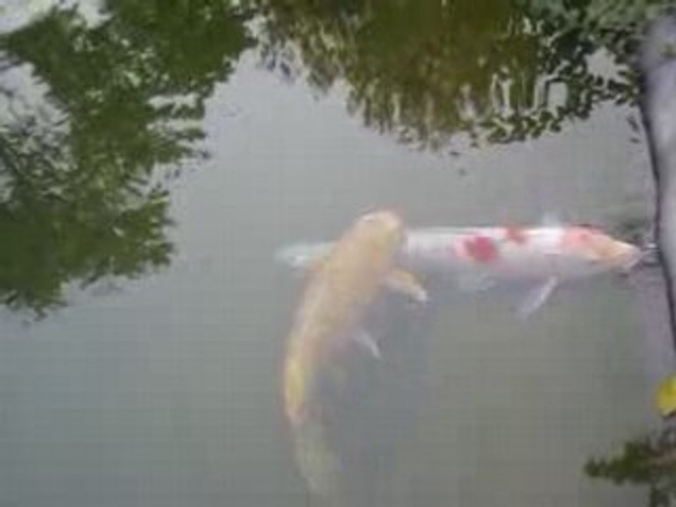 Les carpes du jardin botanique de Montréal