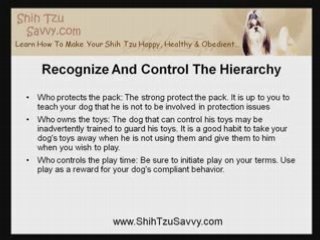 Shih Tzu Training: Reversing The Role of a Demanding Dog